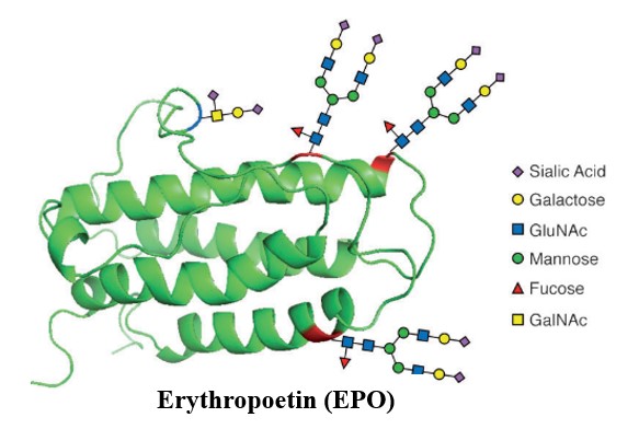 Diagram or Erythropoetin (EPO) containing Sialic Acid, Galactose, GluNAc, Mannose, Fucose, and GalINAc