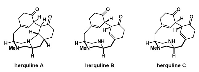 Diagram of herquline synthesis using three examples