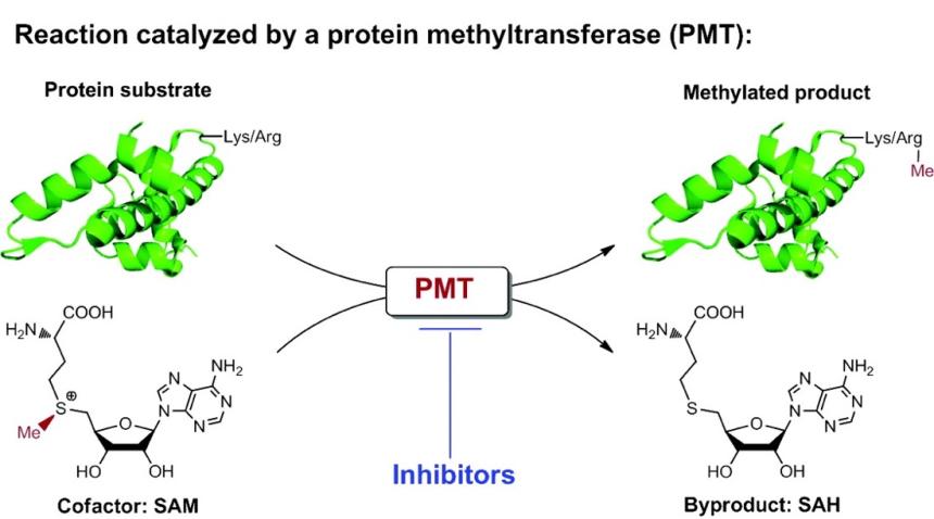 Reaction catalyzed by a protein methyltransferase (PMT)