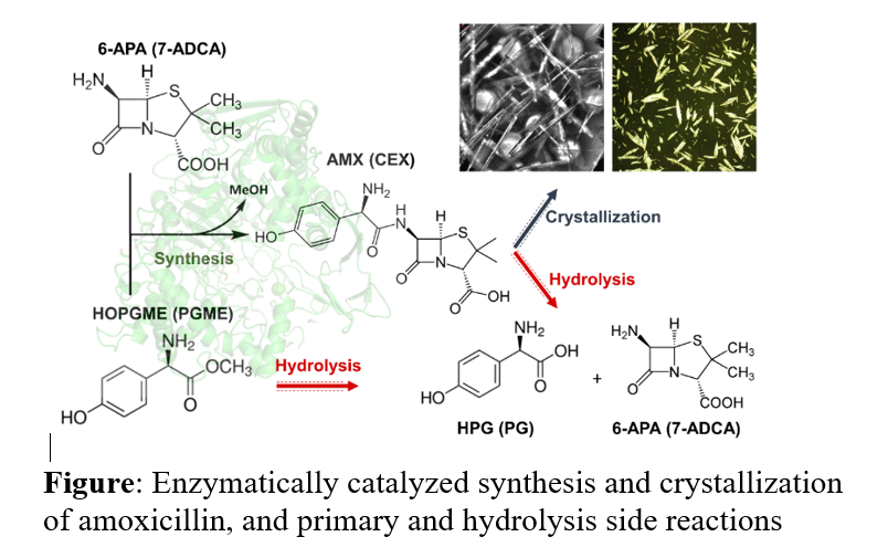 Figure: Enzymatically catalyzed synthesis and crystallization of amoxicillin, and primary and hydrolysis side reactions